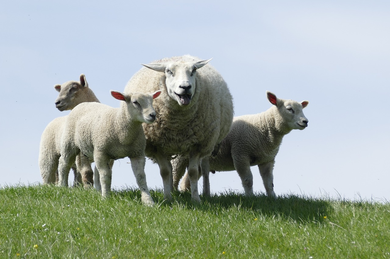 sheep, farm, lambs-4224903.jpg